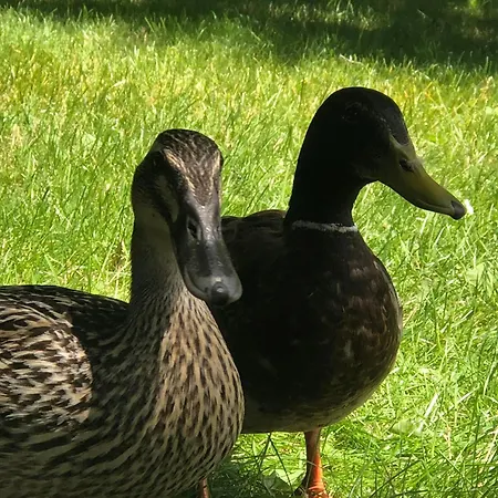 Nature Et Silence A Saint Germain En Laye 아파트 *